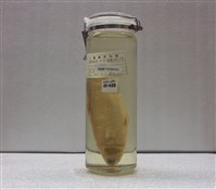 藏品(大鱗鮻)的圖片